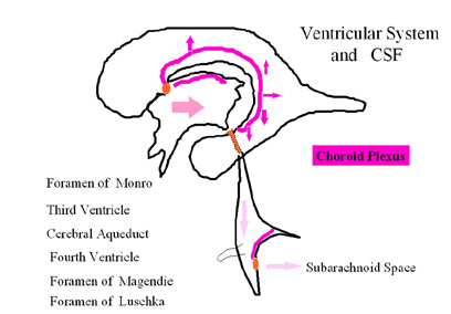 Flow of CSF