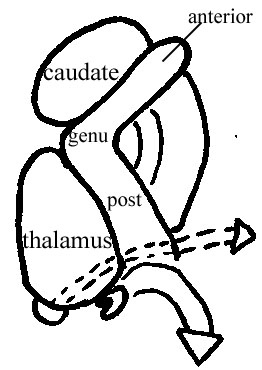 Internal Capsule
