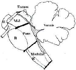 wpe1.gif (4976 bytes)