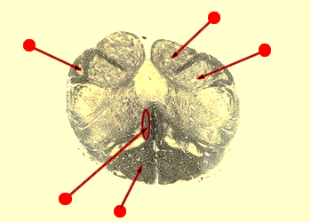 lower medulla