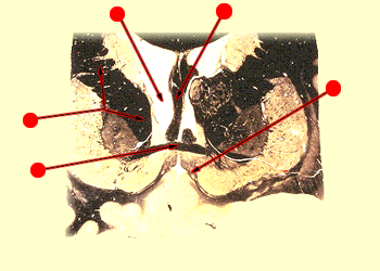 28q.gif (40053 bytes)